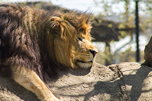 Lion at the Indianapolis Zoo