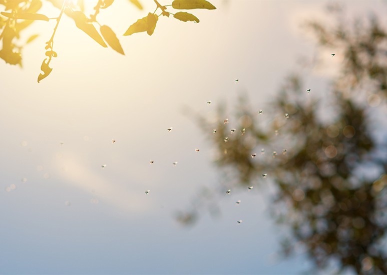 Sun shining through the trees