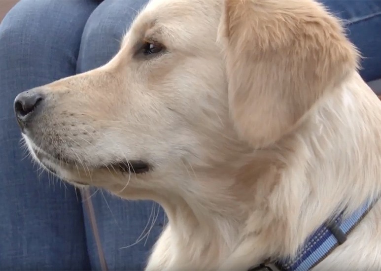 Ogie, service dog