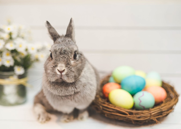 Easter basket with eggs next to a bunny