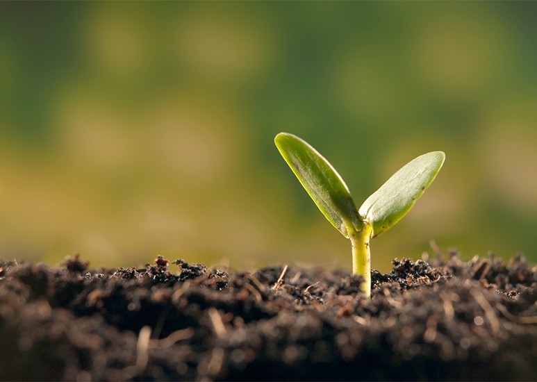 Sprout growing in dirt