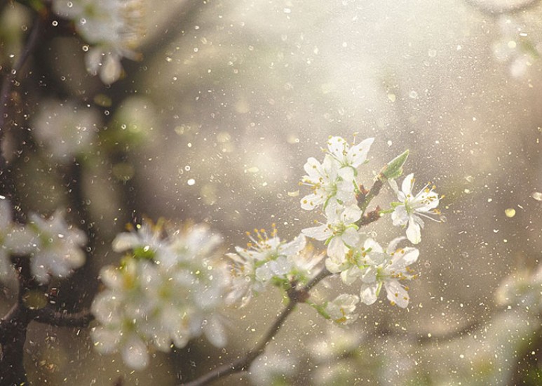 spring blossoms with pollen