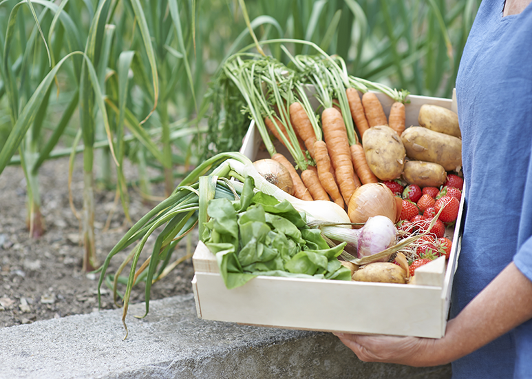 Fresh vegetables 