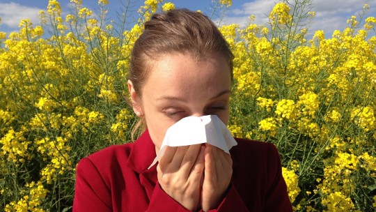 Woman in field of yellow flowers sneezing