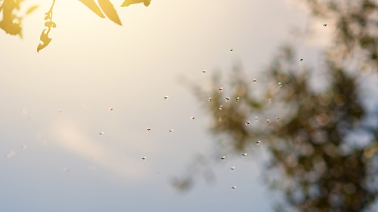 Sun shining through the trees