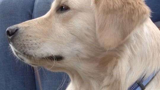 Ogie, service dog