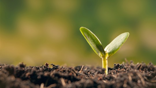 Sprout growing in dirt
