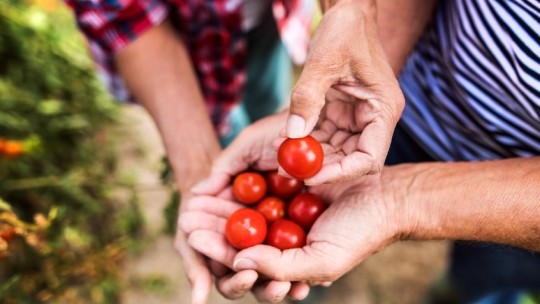 holding tomatoes in community garden 