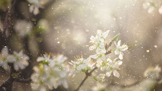 spring blossoms with pollen