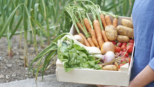 Fresh vegetables 