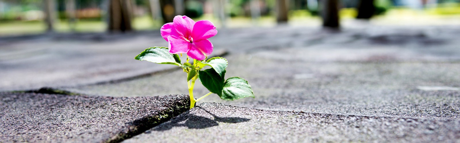 Pink flower growing out of sidewalk crack