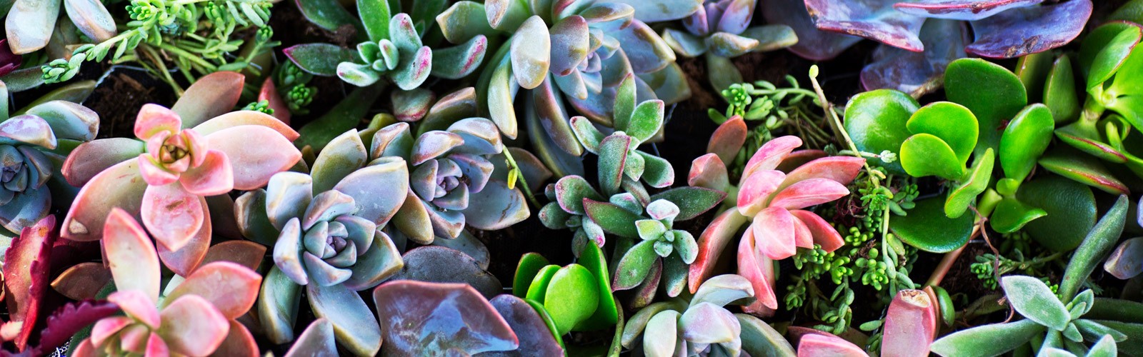 Assorted succulents