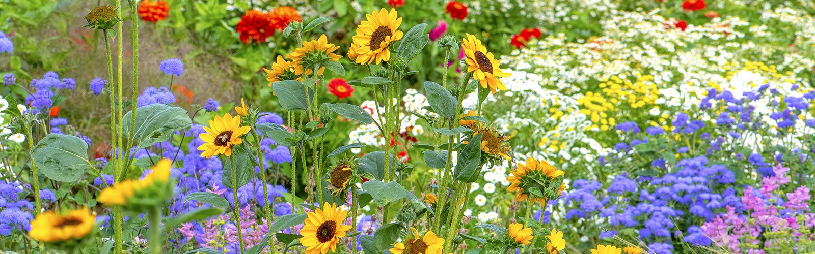 Wildflowers