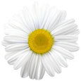 Daisy icon