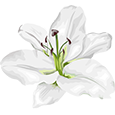 Lily icon