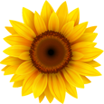 Sunflower icon