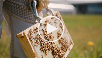 Community Farm beehives